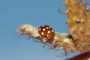06-9926 Cream Spot Ladybird (Calvia 14- guttata)